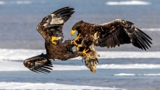 �ƾ�����