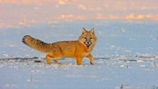 ����ɳ��