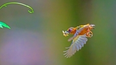 �ҹ���С����ľ��--��ü����ľ��