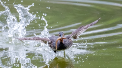 С�G�f�����ˮ