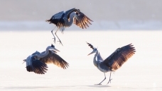 ���Ƕ���