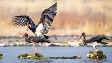 �����������顷