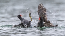 ����һ��