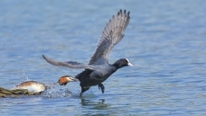 ����ռ����