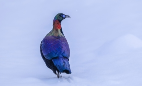 ��ѩ���������   ��ԭ���������