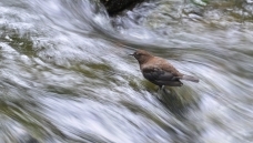 ��������-�����½�