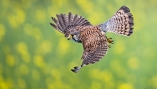 ����Ŀ��