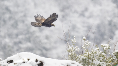 ��ѩӭ����