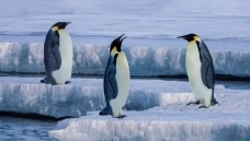 �ϼ���쵽����