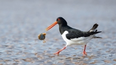 ��ʳ�͡�-----����