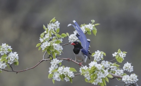 ��֦��ȵ����Ӱ�δ�