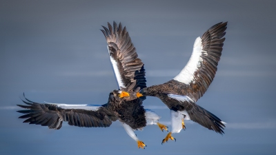 ǿǿ������ף����ʦ�����ٻ��������������