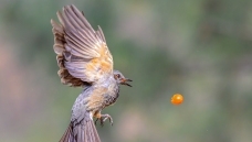 ����ʳ��