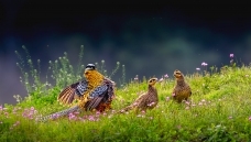 �����Լ��