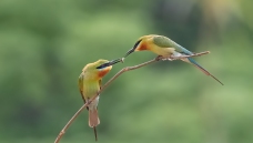 Ϊ������