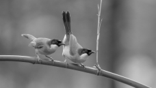 �ƺ�����