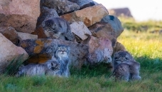 ����һ��