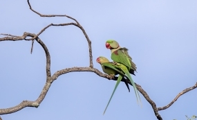 ֦��������