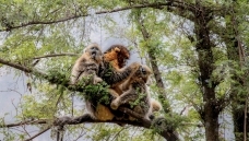 ѩ�еĴ���˿��