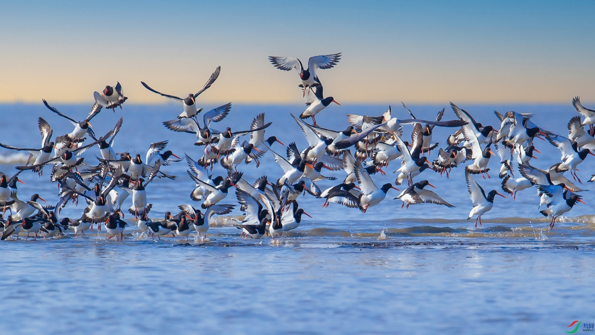 ��Ⱥ���ֺ���----����