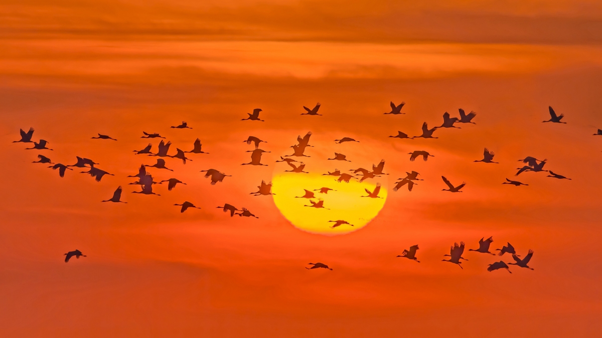 夕阳下的灰鹤