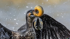 ������������---���