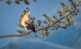 ��֦���𣬶�ʮ��Ļ���