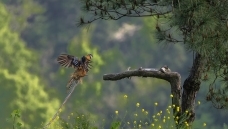 ���շ���