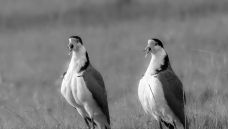 �Գ�