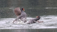 ��ռ����