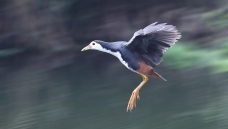 ���ؿ����