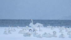 ��ѩ�ˣ�