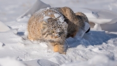 ��������