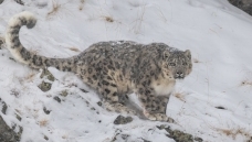 ��ѩɽ֮����