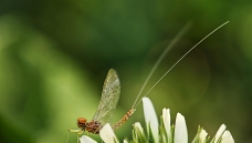 �����ĸ߹�ʱ��