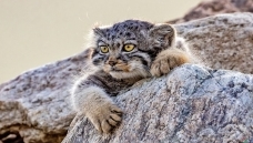 ��ң����