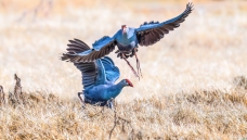 ��ˮ��׷��