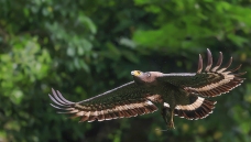 ���ߵ����ϸ�������в�ʳ��������