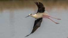 �ڳ᳤����