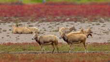 ���������¹