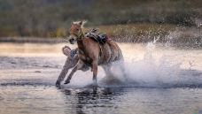 ���˶���