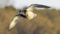 ������˭