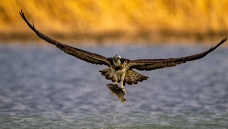 ����ץ��