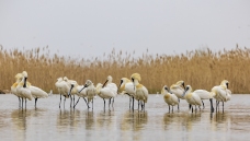 ���С�����������