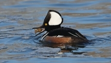 ��ϷС��Ϻ--------��в��ɳѼ