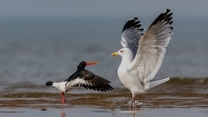 �Ծ�������Ÿ������