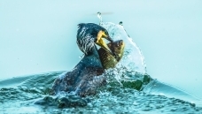 �����Ķ��ӡ�