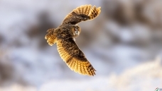 ������Ӱ