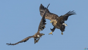 �����ͺ��