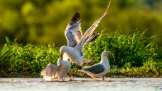 ׷��ĸ��ʳ��СŸ